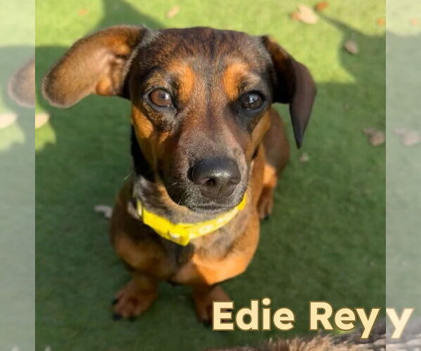 Medium Photo #7 Dachshund-Unknown Mix Puppy For Sale in San Antonio, TX, USA