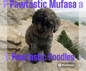 Poodle (Toy) Puppy for Sale in SNELLVILLE, Georgia USA