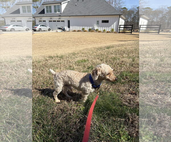 Medium Photo #5 Maltipoo (Miniature) Puppy For Sale in Ball Ground, GA, USA