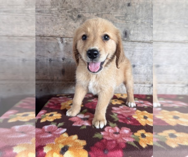 Medium Photo #16 Golden Retriever Puppy For Sale in VERMONTVILLE, MI, USA