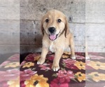 Small #15 Golden Retriever