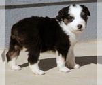 Small Photo #5 Miniature Australian Shepherd Puppy For Sale in WITTMANN, AZ, USA