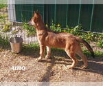 Small #1 Mutt