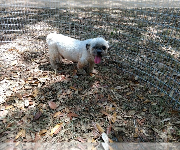 Medium Photo #2 Shih Tzu Puppy For Sale in DOUGLAS, GA, USA