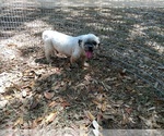 Small Photo #2 Shih Tzu Puppy For Sale in DOUGLAS, GA, USA