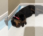 Small #9 Rottweiler