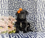 Small Photo #1 Borador-Labrador Retriever Mix Puppy For Sale in OXFORD, PA, USA