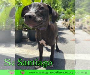 Santiago - Male Labrador Retriever-Unknown Mix Dog for Adoption - Photo #7