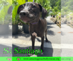 Small #6 Labrador Retriever Mix