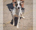 Small #1 Labrador Retriever Mix