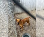 Small Photo #5 Labrador Retriever Puppy For Sale in Oakhurst, NJ, USA