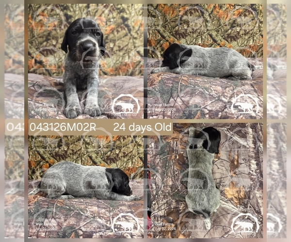 Medium Photo #7 German Shorthaired Pointer Puppy For Sale in MOYIE SPRINGS, ID, USA