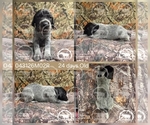 Small #2 German Shorthaired Pointer