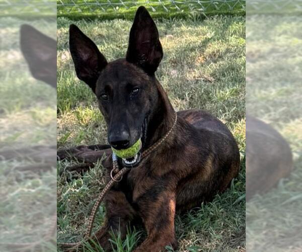 Medium Photo #2 Mutt Puppy For Sale in Texas City, TX, USA
