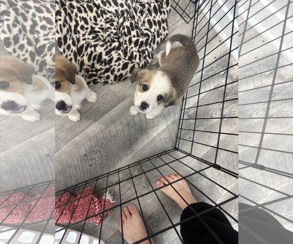 Medium Photo #3 Great Pyrenees-Unknown Mix Puppy For Sale in Plainfield, IL, USA