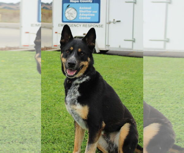 Medium Photo #1 Mutt Puppy For Sale in Petaluma, CA, USA