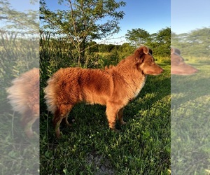 Mother of the Australian Shepherd puppies born on 07/15/2025