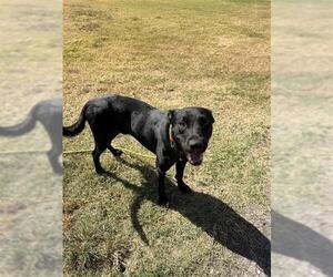 JACK - Male Labrador Retriever-Unknown Mix Dog for Adoption - Photo #2