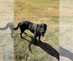 Small #1 Labrador Retriever Mix