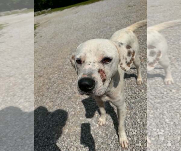 Medium Photo #1 Mutt Puppy For Sale in Crystal, MN, USA
