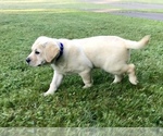 Small Photo #4 Labrador Retriever Puppy For Sale in NORWALK, CT, USA