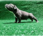 Small #8 American Bully