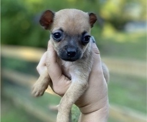 Chihuahua Puppy for sale in CASTLE HAYNE, NC, USA