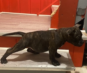 American Bully Puppy for sale in ROCHESTER, NY, USA
