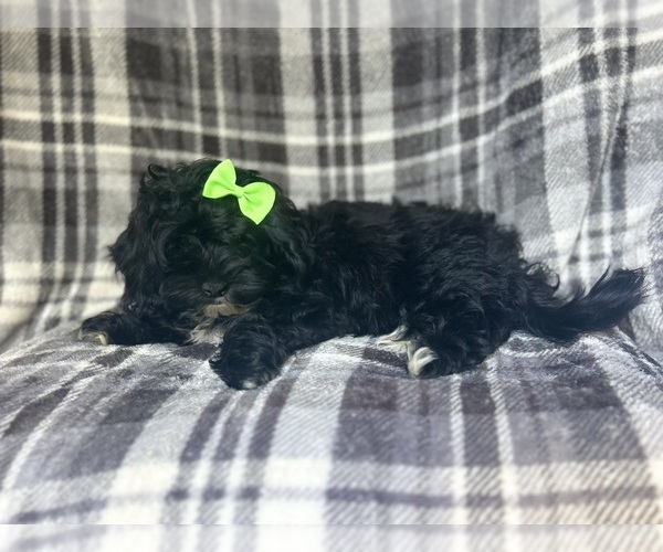 Medium Photo #10 ShihPoo Puppy For Sale in LAKELAND, FL, USA