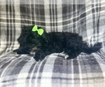 Small #9 ShihPoo
