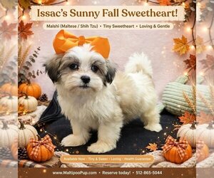 Mal-Shi Puppy for sale in TAYLOR, TX, USA