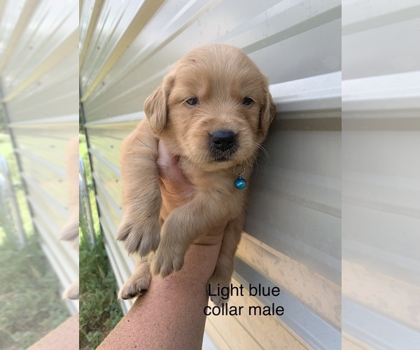 Medium Photo #1 Golden Retriever Puppy For Sale in JESUP, GA, USA