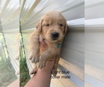 Small Photo #1 Golden Retriever Puppy For Sale in JESUP, GA, USA
