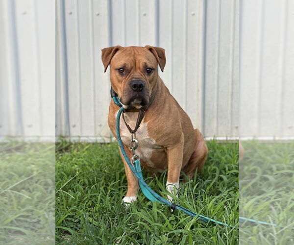 Medium Photo #2 American Pit Bull Terrier-Unknown Mix Puppy For Sale in Evansville, IN, USA