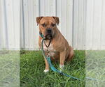 Small #1 American Pit Bull Terrier Mix