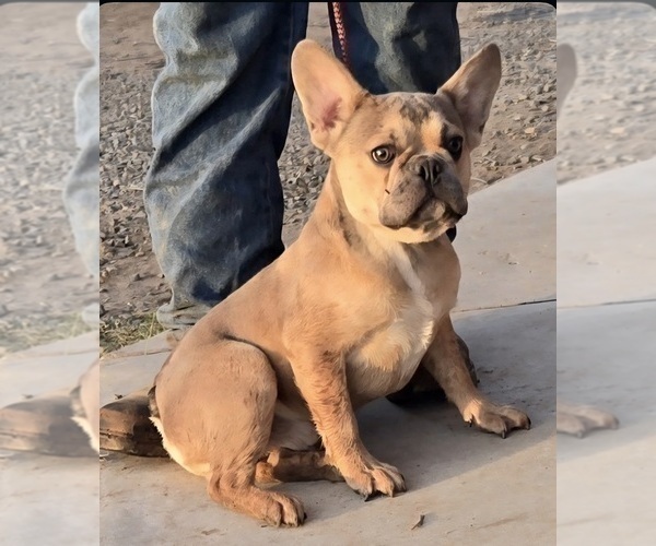Medium Photo #1 French Bulldog Puppy For Sale in NEWPORT BEACH, CA, USA