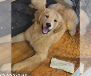 Golden Retriever Puppy for sale in RIGA, MI, USA