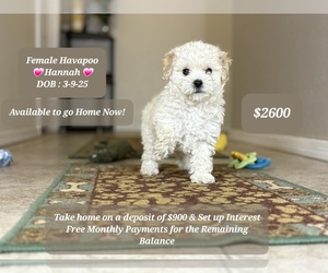 Poovanese Puppy for sale in TUCSON, AZ, USA