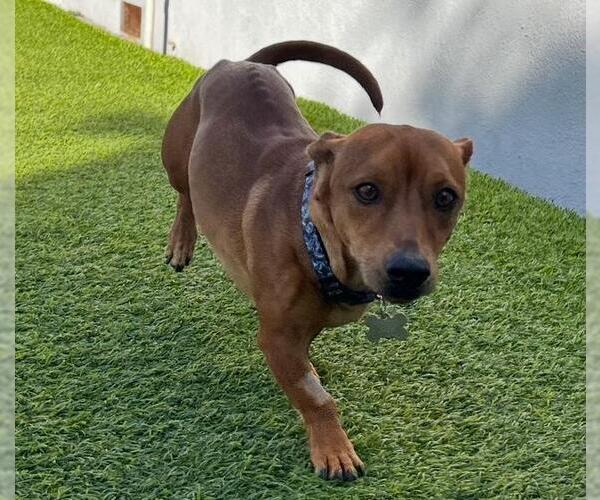 Medium Photo #3 Chiweenie Puppy For Sale in Los Angeles, CA, USA