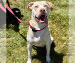 Small #17 Retriever  Mix