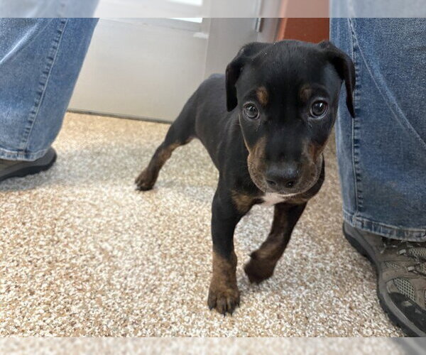 Medium Photo #1 Doberman Pinscher-Unknown Mix Puppy For Sale in Pueblo, CO, USA