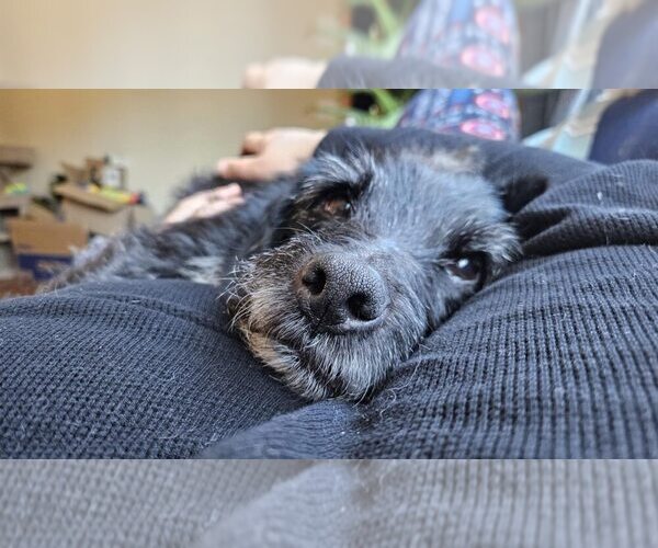 Medium Photo #5 Mutt Puppy For Sale in Plymouth, MN, USA