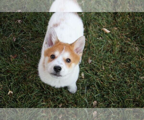 Medium Photo #3 Collie-Unknown Mix Puppy For Sale in Sandy, UT, USA