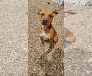 Rusty - Female Mutt Dog for Adoption - Photo #3