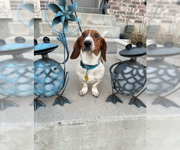 Medium Photo #7 Dachshund-Unknown Mix Puppy For Sale in Sandy, UT, USA