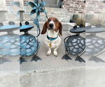Small #6 Dachshund Mix