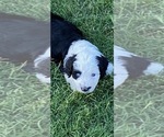 Puppy 1 Aussie-Poo