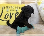 Small #3 Goldendoodle