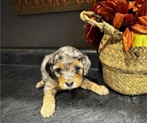 Cavapoo (Miniature) Puppy for sale in SHOALS, IN, USA