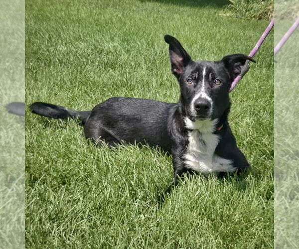 Medium Photo #3 Border Collie-Unknown Mix Puppy For Sale in Huntley, IL, USA